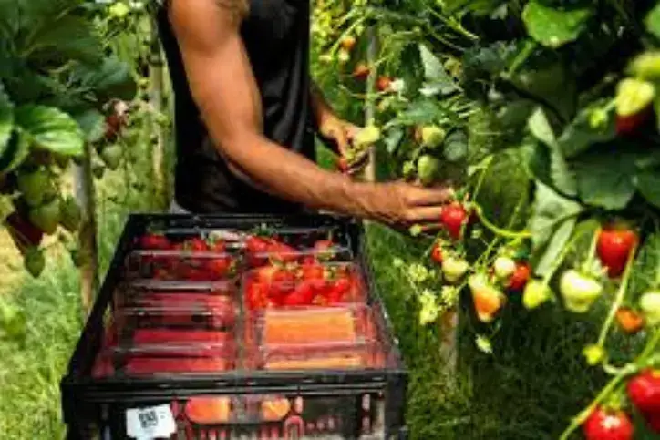 Fruit Picker
